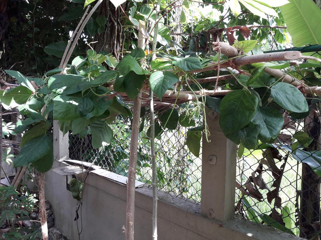 Arana Bungalow 高尔 外观 照片